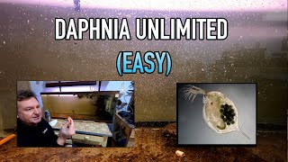 How I Raise Daphnia Water Fleas And You Can Too [upl. by Juley]