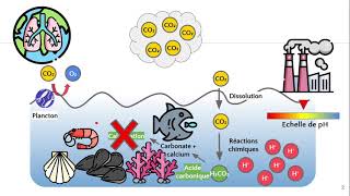 Acidification des océans 🌊 [upl. by Nonnahsed896]