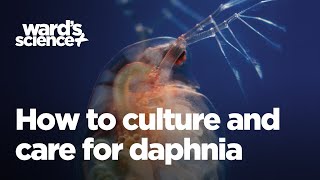 Caring and Culturing for Daphnia [upl. by Duvall]