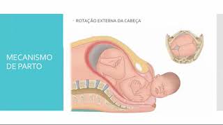 Mecanismo do Parto [upl. by Snilloc]