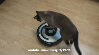 Cat shows HOW TO use iRobot Roomba Vacuum [upl. by Nodnelg32]