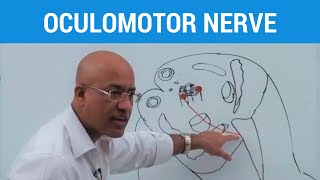 Oculomotor Nerve and Ciliary Ganglion  Neuroanatomy [upl. by Ethelstan]