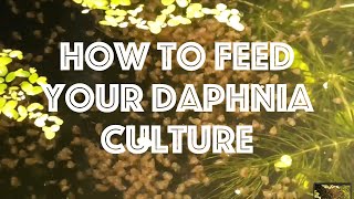 How To Feed Your Daphnia Culture [upl. by Areivax]