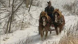 The Modern Horse Loggers of Minnesota [upl. by Yerrot]