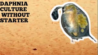 HOW TO CULTURE DAPHNIA NATURALLY WITHOUT A STARTER [upl. by Ludly]