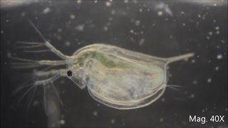 Daphnia magna under the Microscope [upl. by Aralc]