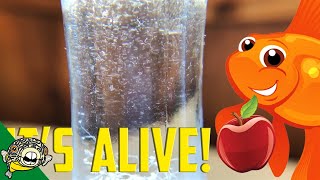 How to culture Vinegar Eels The EASY Way Live Fish Food [upl. by Akemhs]