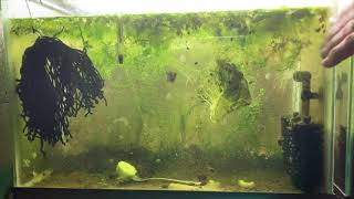 Scuds Daphnia Cherry Shrimp Copepods My aquatic food culture [upl. by Pavior]