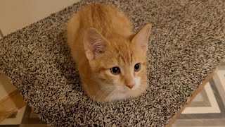 Cat Loafs Unloafs Compilation [upl. by Assetal]