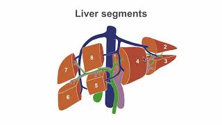 Mastering liver anatomy before the ultrasound [upl. by Htehpaj]