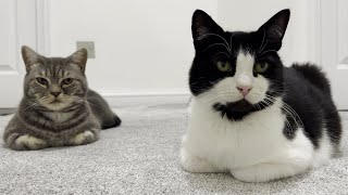 Double Cat Loaf [upl. by Ileek257]