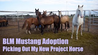 BLM MUSTANG ADOPTION  Picking Out My New Project Horse [upl. by Enatan]