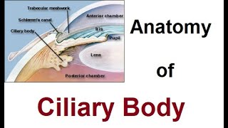 Anatomy of Ciliary Body [upl. by Isidore]