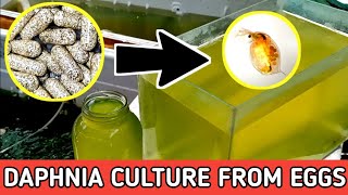 HOW TO HATCH DAPHNIA EGGS  HOW TO CULTURE DAPHNIA [upl. by Hefter]