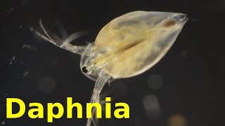 Daphnia [upl. by Settera]