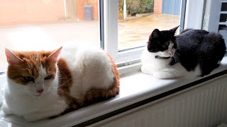 Double Cat Loaf [upl. by Hedva]