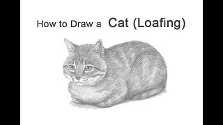 How to Draw a Cat Loaf Position [upl. by Scotti]