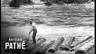 Logging In Idaho  USA 1926 [upl. by Peonir830]