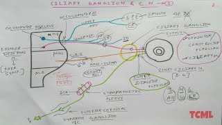 Ciliary Ganglion and Oculomotor Nerve  2  NeuroAnatomy  TCML [upl. by Ndnarb]