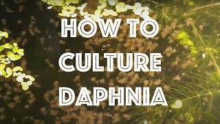 How To Culture Daphnia Magna [upl. by Etteraj]