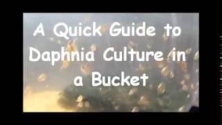 How to culture daphnia outside [upl. by Sachs]