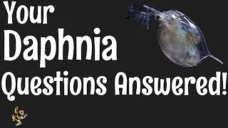 Daphnia Questions Answered [upl. by Langille]