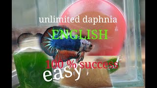 daphnia moina culture Easy way Unlimited production English  with sub Green water Chlorella [upl. by Kcerb]