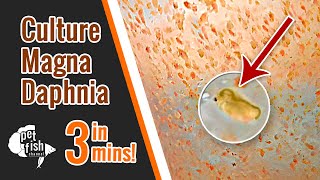 How to culture DAPHNIA MAGNA  The easy way [upl. by Inigo386]