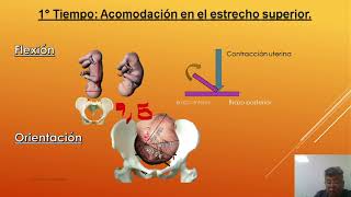 Mecanismo de parto cefalico de vertice  Power point [upl. by Ehudd]