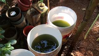 How to grow Green Water Algae [upl. by Ynnatirb67]