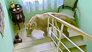 This Is How Wild Animals Invade People Homes [upl. by Ave]