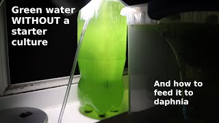 Green Water WITHOUT a Starter Culture  From Scratch  How To [upl. by Eicram]