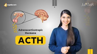 Adrenocorticotropic Hormone ACTH  Adrenal Gland Physiology Student Lecture  VLearning™ [upl. by Demetris]