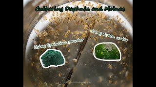 How To Culture Daphnia and Moinas using Green Water Spirulina powder [upl. by Kenimod]