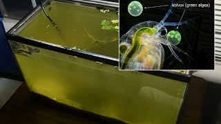 Raising Daphnia for the Freshwater Aquarium [upl. by Idelia450]