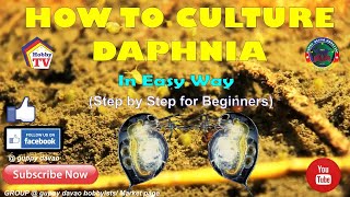 HOW TO CULTURE DAPHNIA In Easy Way [upl. by Kcyrred]