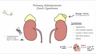 Aldosterone Mechanism of Action [upl. by Liva]